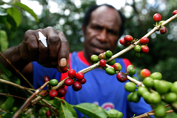 Kopi Papua Disukai Ratu Wilhemina dari Belanda-Kopi AyoGoweb
