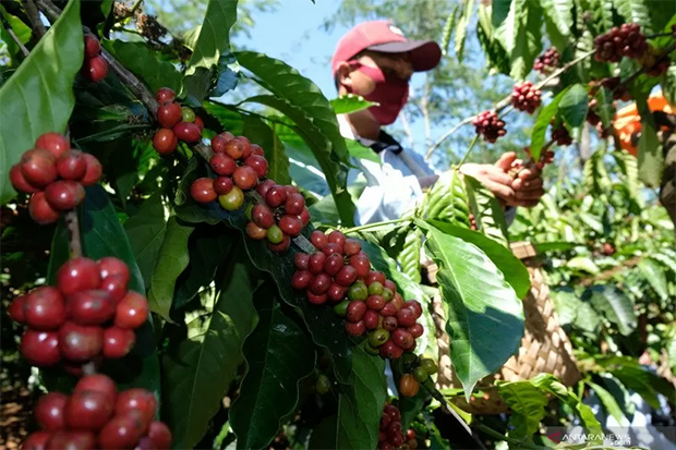 Incar Pasar Ekspor, Pemkab Temanggung Tingkatkan Produksi Kopi Tahun 2022-Kopi AyoGoweb