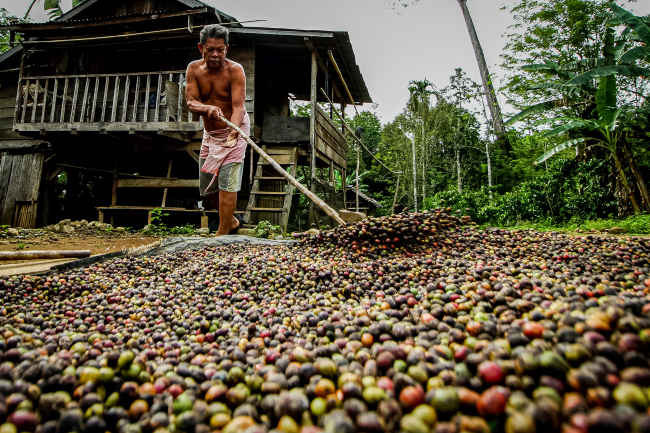 Lagi Cari Suplier Kopi? Berikut Wilayah Penghasil Kopi Terbanyak di Indonesia-Kopi AyoGoweb